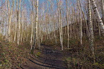 Muddy hiking and biking trail through a birch forest near Mons, Belgium