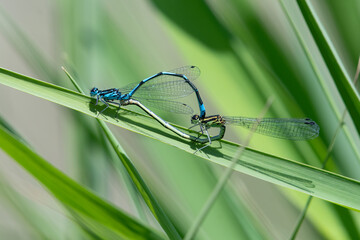 Common blue damselfly pair (Enallagma cyathigerum) mating.