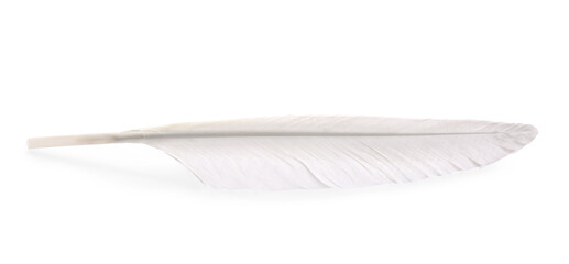 One fluffy beautiful feather isolated on white