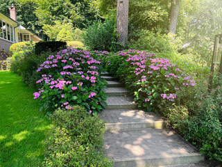 Fototapeta na wymiar Pathway among beautiful hydrangea shrubs with violet flowers outdoors