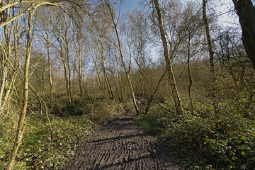 Sunny winter forest in the countryside near Mons, Hainaut, Belgium 