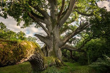 Fototapeta na wymiar King Oak, a more than 400-year-old oak on the estate of Charville Castle, in Tullamore is a tourist attraction.