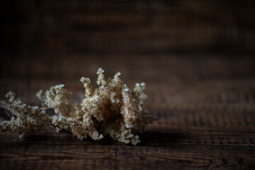 on a wooden background lies a branch of dry flowers close-up