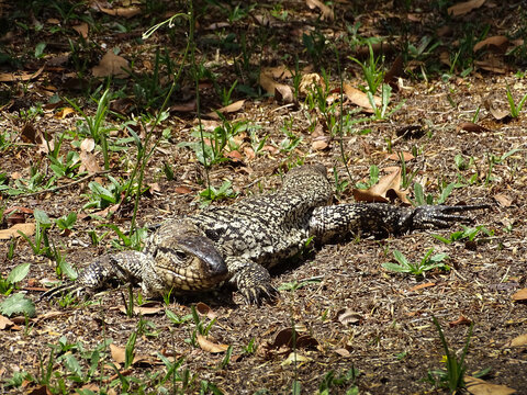 Tegu lizard sunbathing