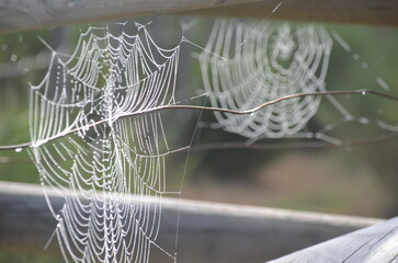 Dos telas de araña una enfocada y la otra desenfocadla