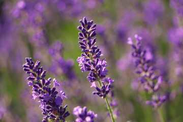 Closeup view of beautiful lavender in field on sunny day