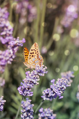 Beautiful butterfly in lavender field on sunny day, closeup