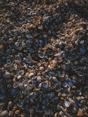 Seashells all over the beach