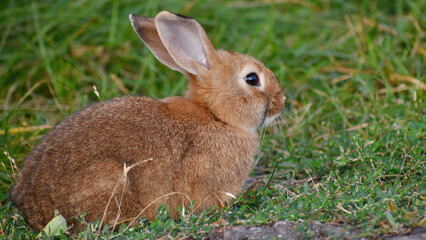 A small rufous rabbit lies sideways on the grass close-up.