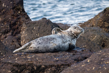 Fototapeta premium Grey seal (Halichoerus grypus) resting on rocks on the beach, Yorkshire, UK