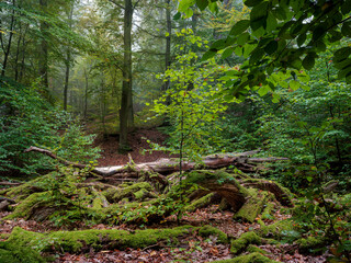 Märchenhafter Herbstwald, Nebel Dunst