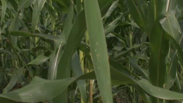 ORGANIC CORN, CORN FIELD