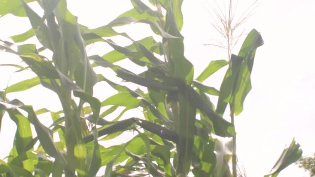 ORGANIC CORN, CORN FIELD
