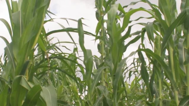 ORGANIC CORN, CORN FIELD