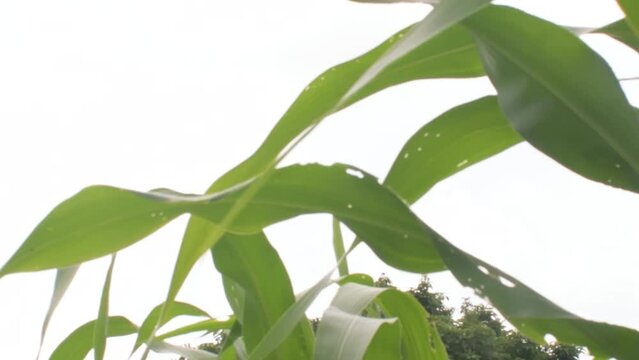 ORGANIC CORN, CORN FIELD