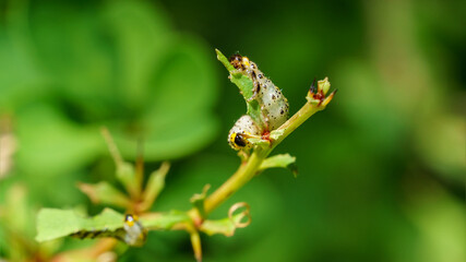 Common Gooseberry sawfly (Nematus ribesii) caterpillar munching away on barberry  leaves. Close-up shot of sawfly larva green in color with black head and black spots along the body.