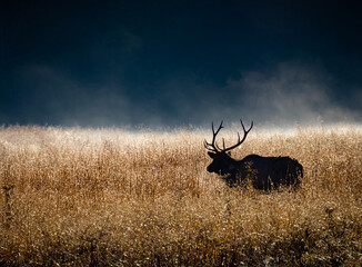 Male elk walks through tall grass backlighted from the sun