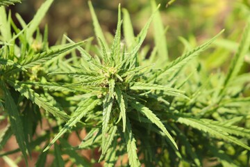 Wild growing fresh juicy hemp, Cannabis sativa