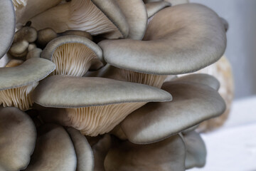 Closeup of king blue oyster mushrooms - obrazy, fototapety, plakaty