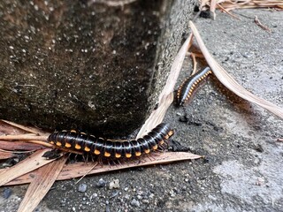 caterpillar