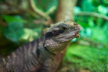 Green iguana eating an insect