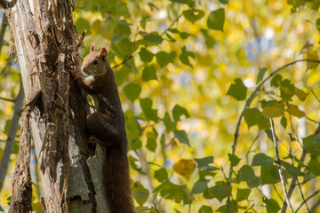 Ardilla trepando en arbol