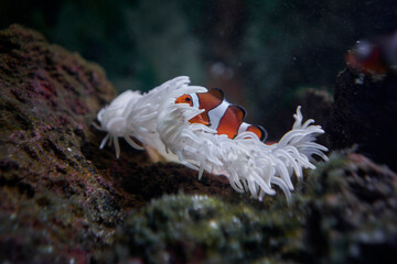 Orange Clownfish in a sea anemone - obrazy, fototapety, plakaty