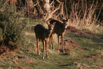 Mother Roe deer looking after her offspring 