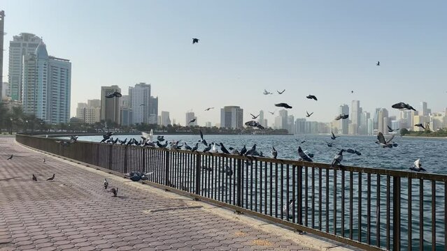 Lot of pigeons in Buhairah corniche and is seen flying around the Sharjah Corniche Park with a background of the Cityscape