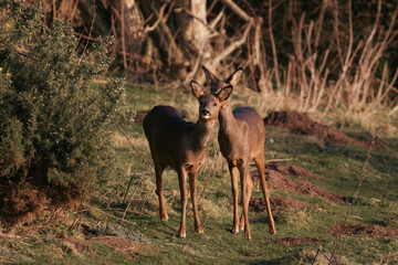 Mother Roe deer looking after her offspring 