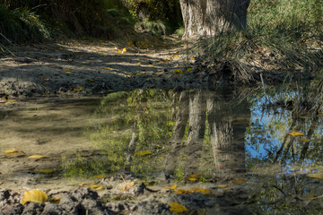 Fototapeta na wymiar Reflejo de base de arbol sobre el río Polop