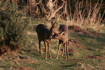 Mother Roe deer looking after her offspring 