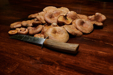 Mycology: Edible mushrooms used in cooking. Group of niscalos (lactarius deliciosus) collected during autumn in a pine forest in Madrid, Spain. Vegan food.