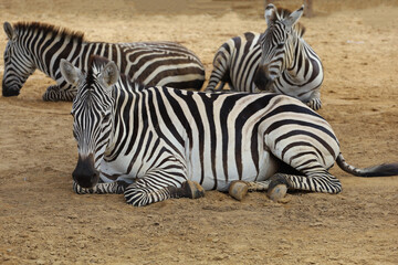 Obraz na płótnie Canvas The burchell zebra is eatting in farm at thailand