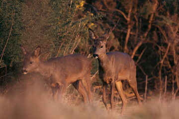 Mother Roe deer and her offspring on an evening walk