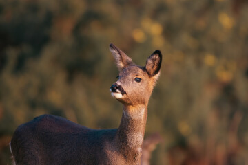 Beautiful Roe deer on a warm summer evening 