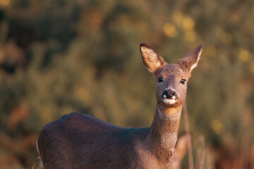 Beautiful Roe deer on a warm summer evening 