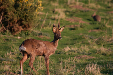 Young Roe deer buck on a summer evening 