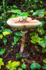 Macrolepiota procera. Lepiota procera mushroom growing in forest.