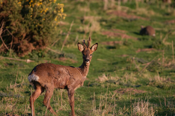 Young Roe deer buck on a summer evening 
