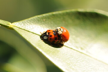 joaninha natureza acasalamento 