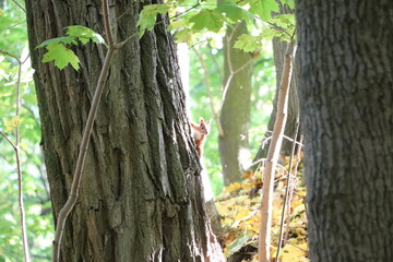Wiewiórka na drzewie w rezerwacie przyrody Skarpa Ursynowska - obrazy, fototapety, plakaty