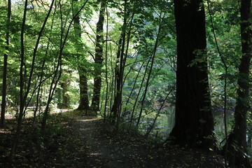 Rezerwat przyrody Morysin w Warszawie