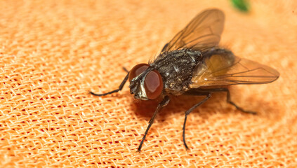 Macro image of a common house fly sitting on a piece of cloth with blurred background and selective focus. Close up of a house fly on cloth.