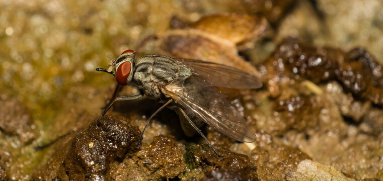 Macro image of a common house fly sitting on earth with blurred background and selective focus. Close up of a house fly on ground.