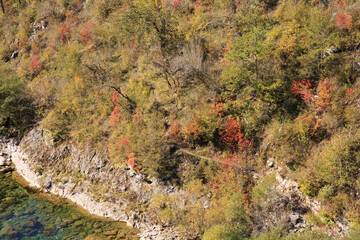 Natural wallpaper, trees on a mountain slope on a sunny autumn day.