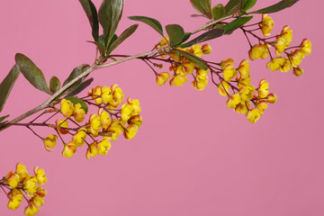 Barberry branch blooming with yellow flowers isolated on a pink background.