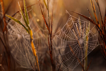 Jesienny poranek - pajęczyny