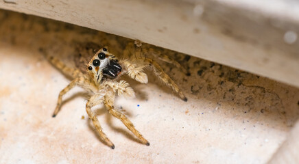 A common jumping spider sitting on earth with blurred background and selective focus. Close up picture of a jumping spider looking in to the camera.
