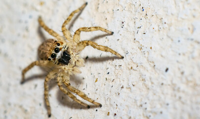 A common jumping spider sitting on earth with blurred background and selective focus. Close up picture of a jumping spider looking in to the camera.